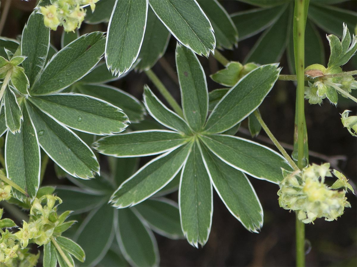 Alchemilla alpina